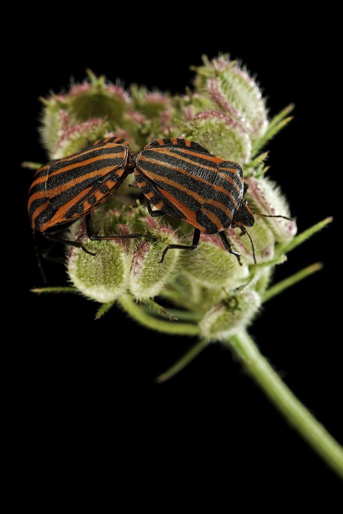Detail of Graphosoma lineatum (striped shield bug ) - mating by Anonymous
