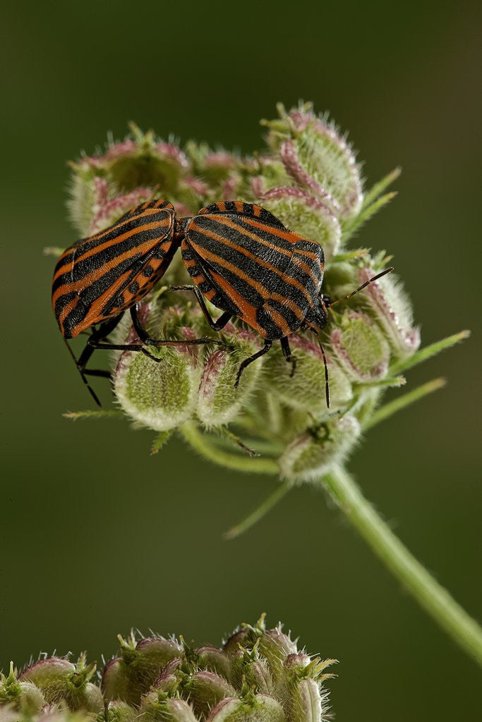 Detail of Graphosoma lineatum (striped shield bug ) - mating by Anonymous