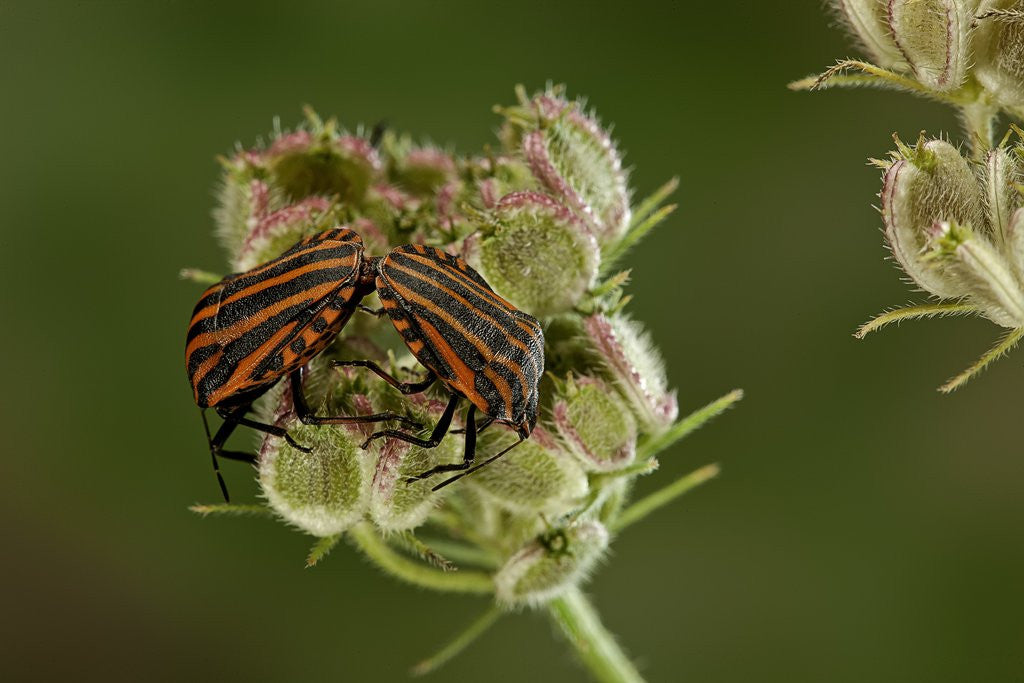 Detail of Graphosoma lineatum (striped shield bug ) - mating by Anonymous