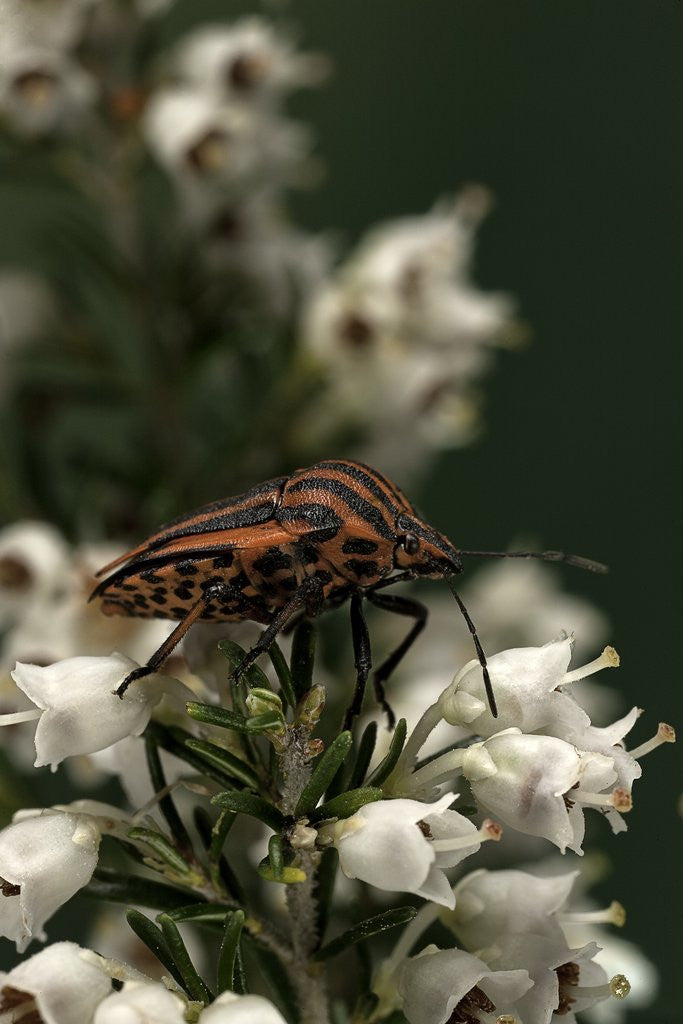 Detail of Graphosoma lineatum (striped shield bug ) by Anonymous