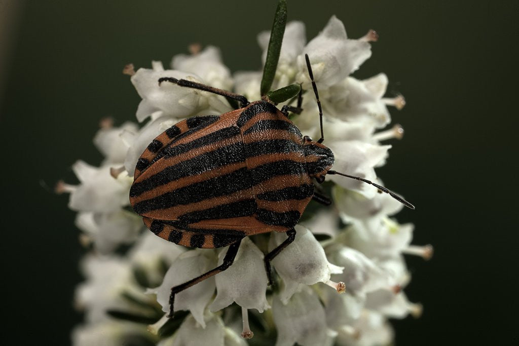 Detail of Graphosoma lineatum (striped shield bug ) by Anonymous
