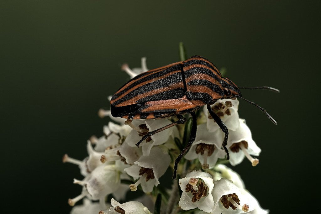 Detail of Graphosoma lineatum (striped shield bug ) by Anonymous