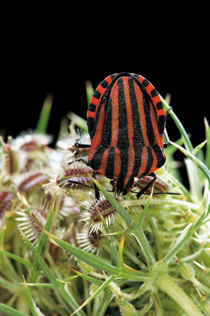 Detail of Graphosoma lineatum (striped shield bug ) by Anonymous