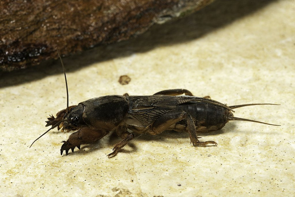Detail of Gryllotalpa gryllotalpa (European mole cricket) by Corbis