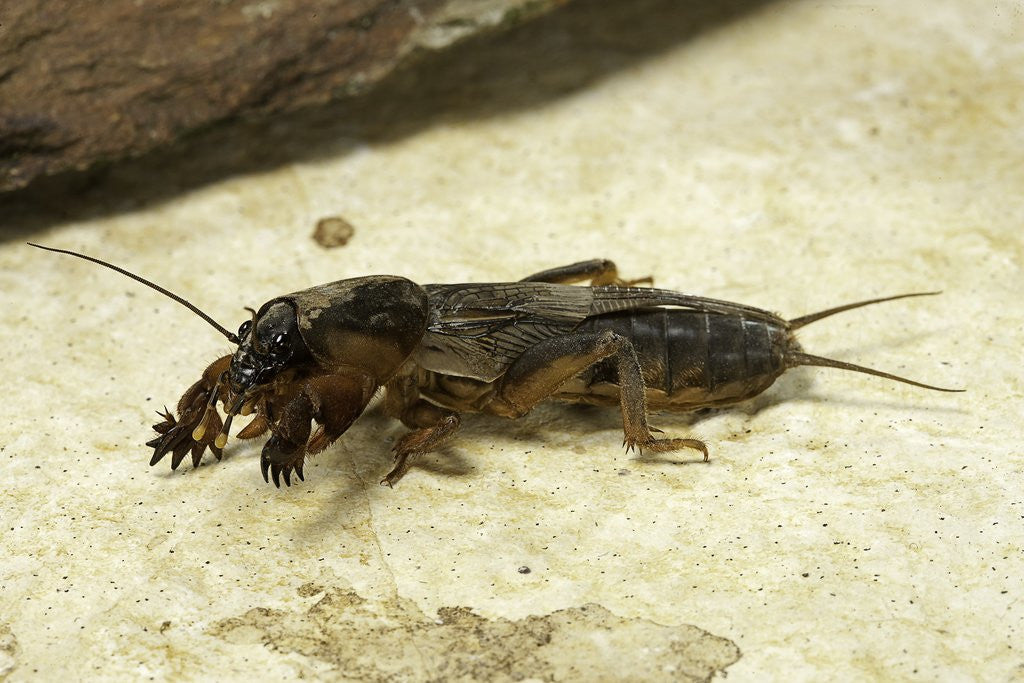 Detail of Gryllotalpa gryllotalpa (European mole cricket) by Anonymous