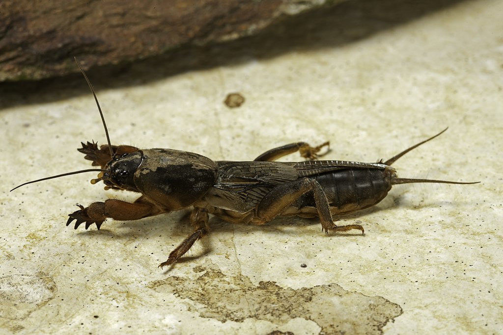 Detail of Gryllotalpa gryllotalpa (European mole cricket) by Anonymous