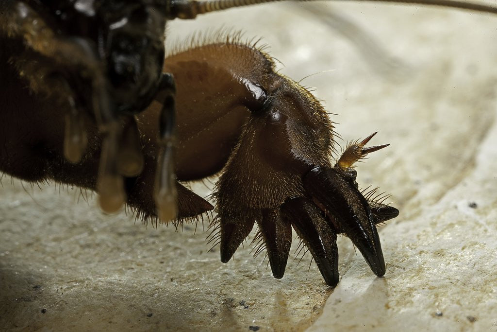 Detail of Gryllotalpa gryllotalpa (European mole cricket) - foreleg by Anonymous