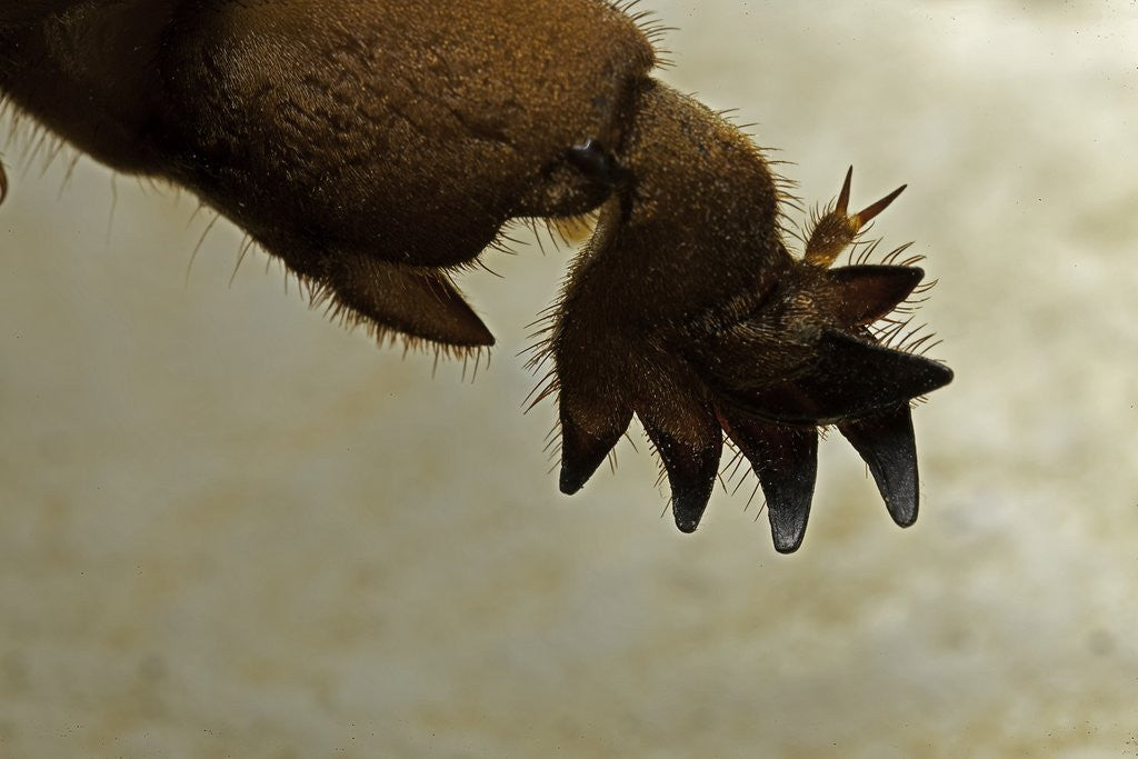 Detail of Gryllotalpa gryllotalpa (European mole cricket) - foreleg by Corbis