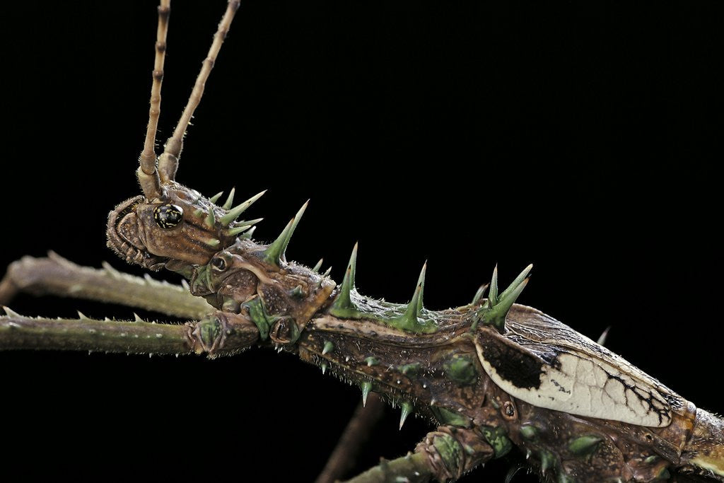 Detail of Haaniella grayii (stick insect) - portrait by Anonymous
