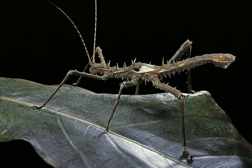Detail of Haaniella grayii (stick insect) by Anonymous