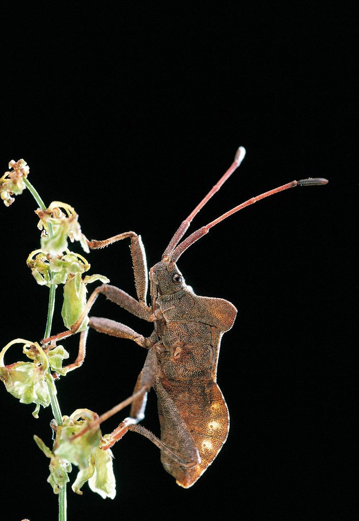 Detail of Haploprocta sulcicornis (leaf-footed bug) by Anonymous