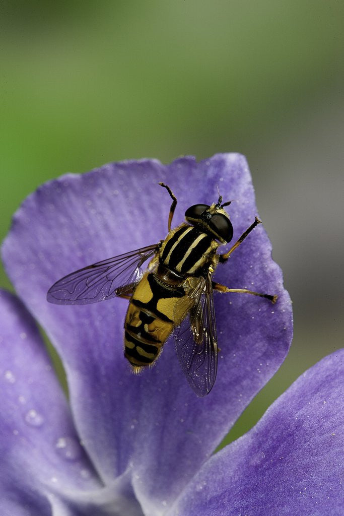 Detail of Helophilus pendulus (hoverfly, sun fly) by Anonymous