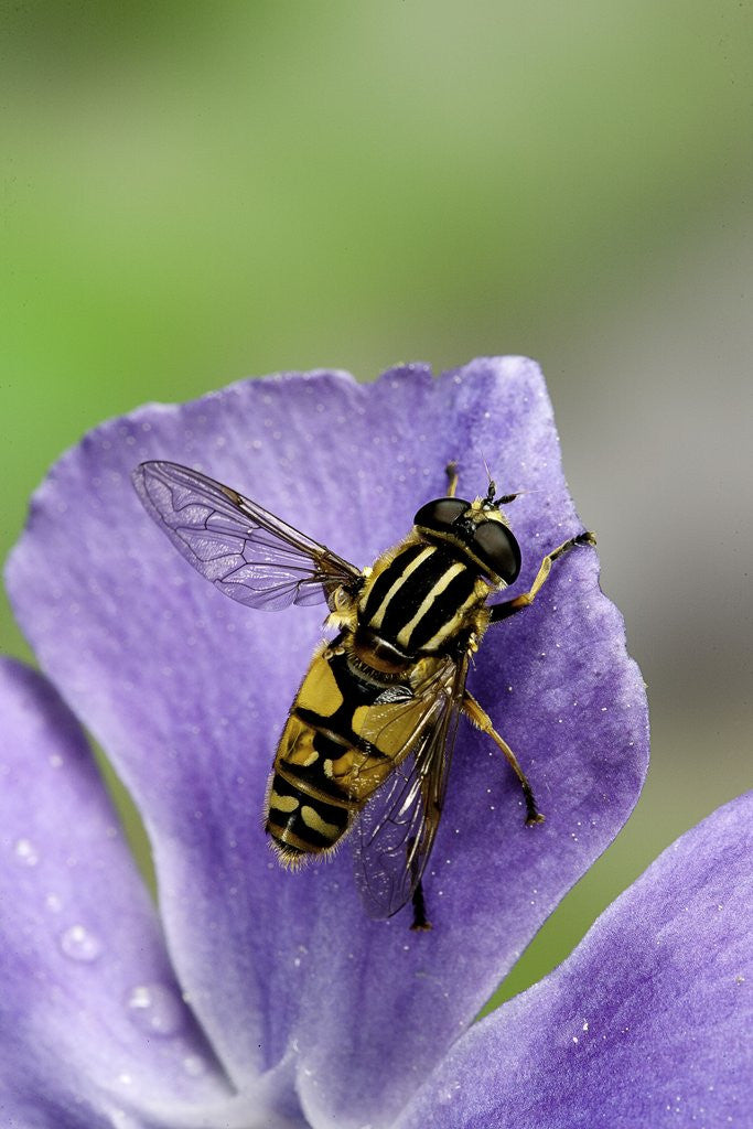 Detail of Helophilus pendulus (hoverfly, sun fly) by Anonymous