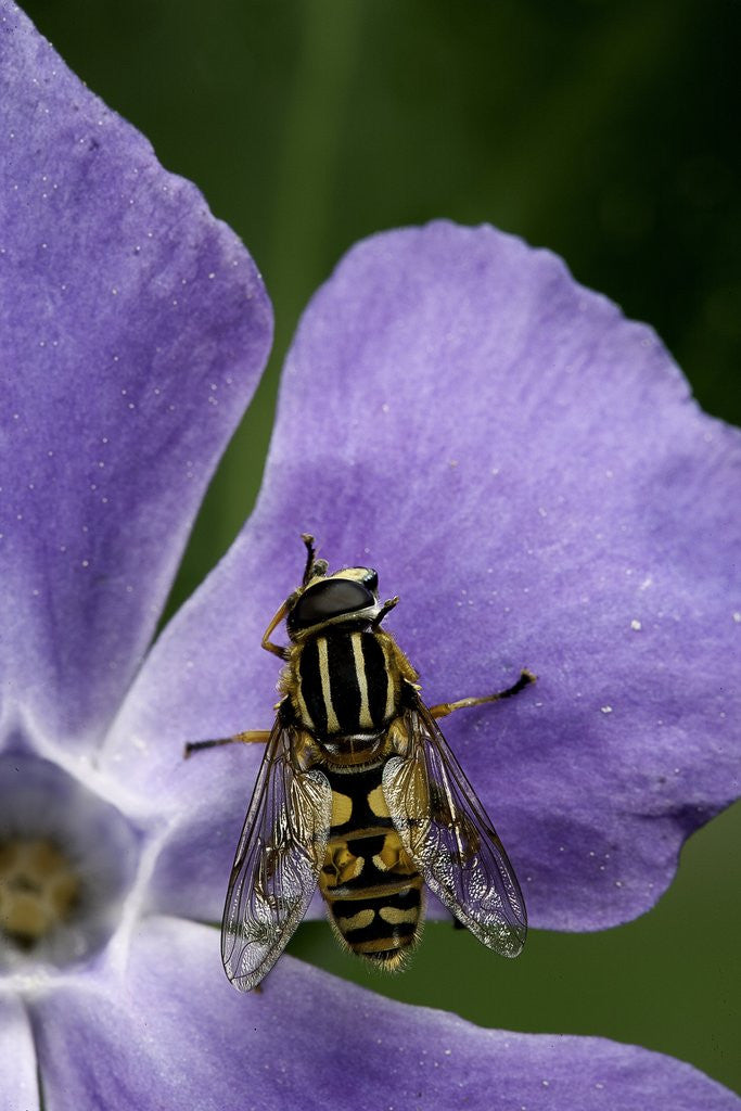 Detail of Helophilus pendulus (hoverfly, sun fly) - cleaning itself by Anonymous