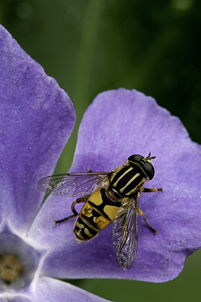Detail of Helophilus pendulus (hoverfly, sun fly) by Anonymous