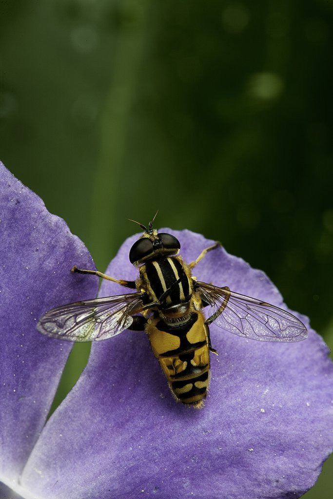 Detail of Helophilus pendulus (hoverfly, sun fly) - cleaning itself by Corbis