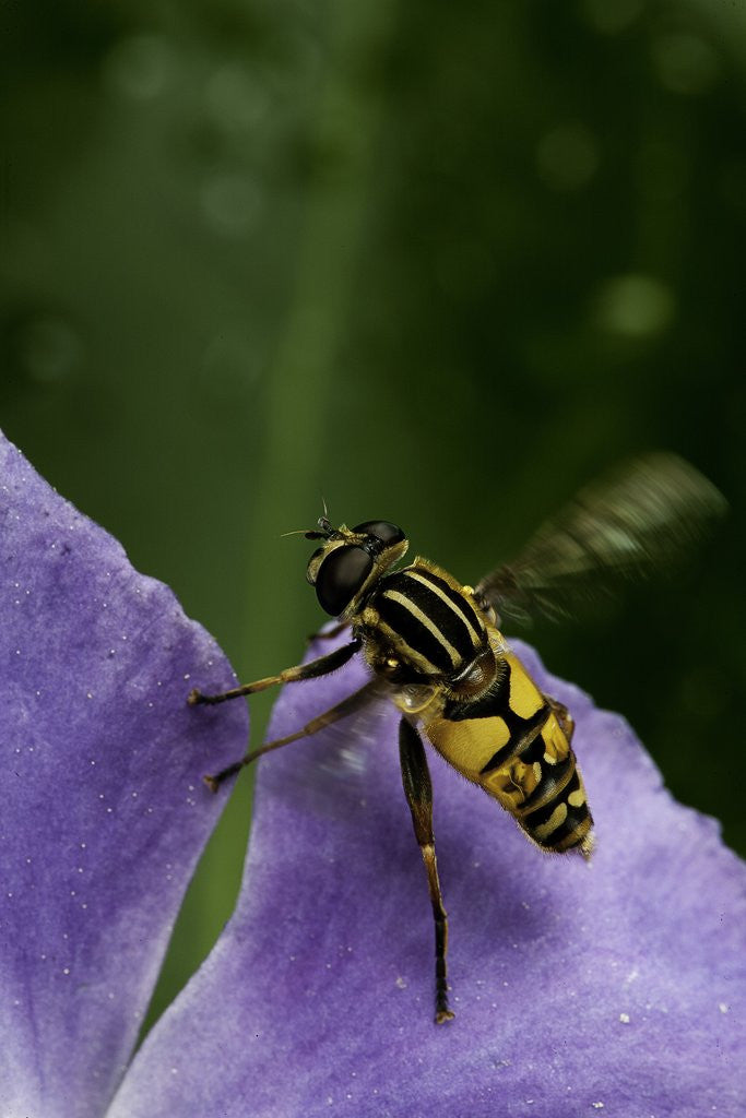 Detail of Helophilus pendulus (hoverfly, sun fly) - flying away by Anonymous