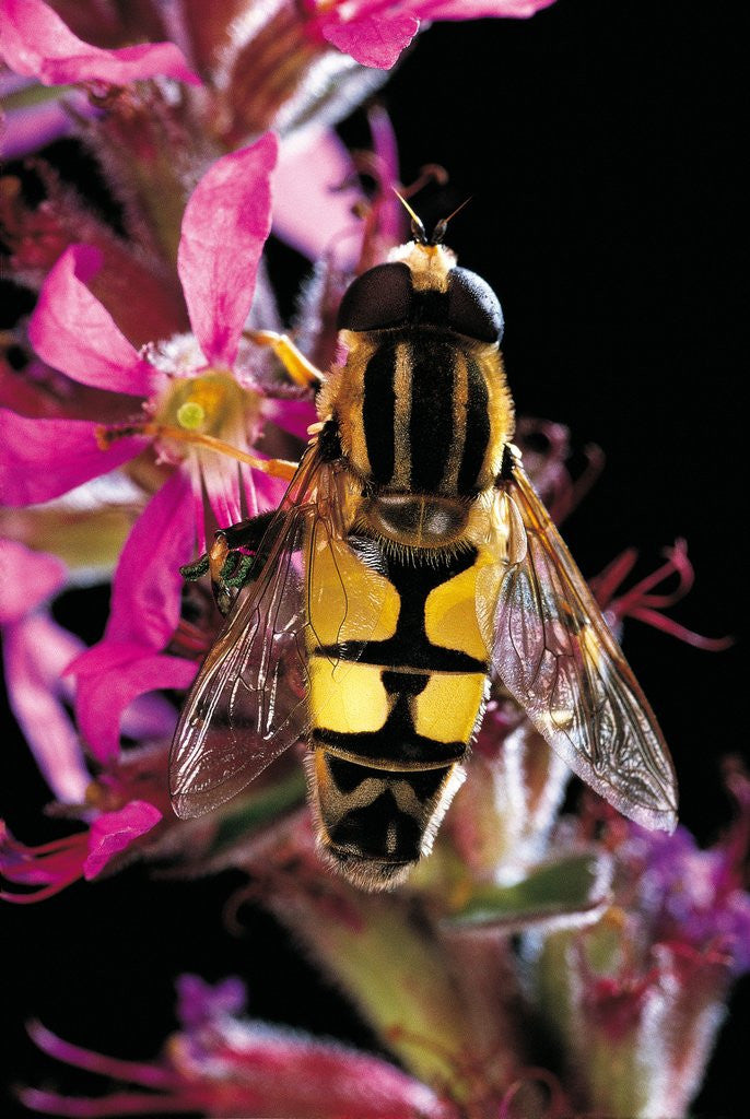 Detail of Helophilus pendulus (hoverfly, sun fly) by Anonymous