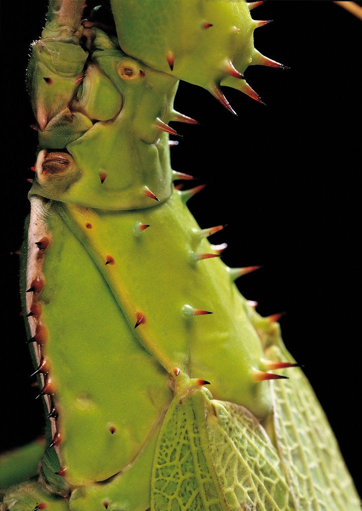 Detail of Heteropteryx dilatata (jungle nymph, Malaysian stick insect) - detail by Anonymous
