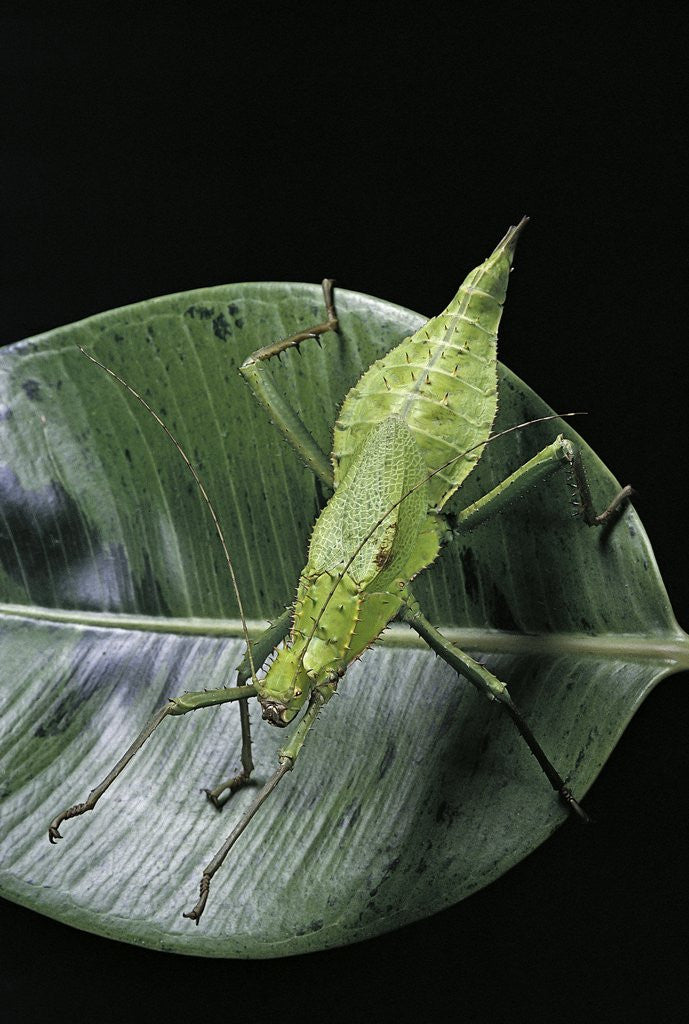 Detail of Heteropteryx dilatata (jungle nymph, Malaysian stick insect) by Corbis