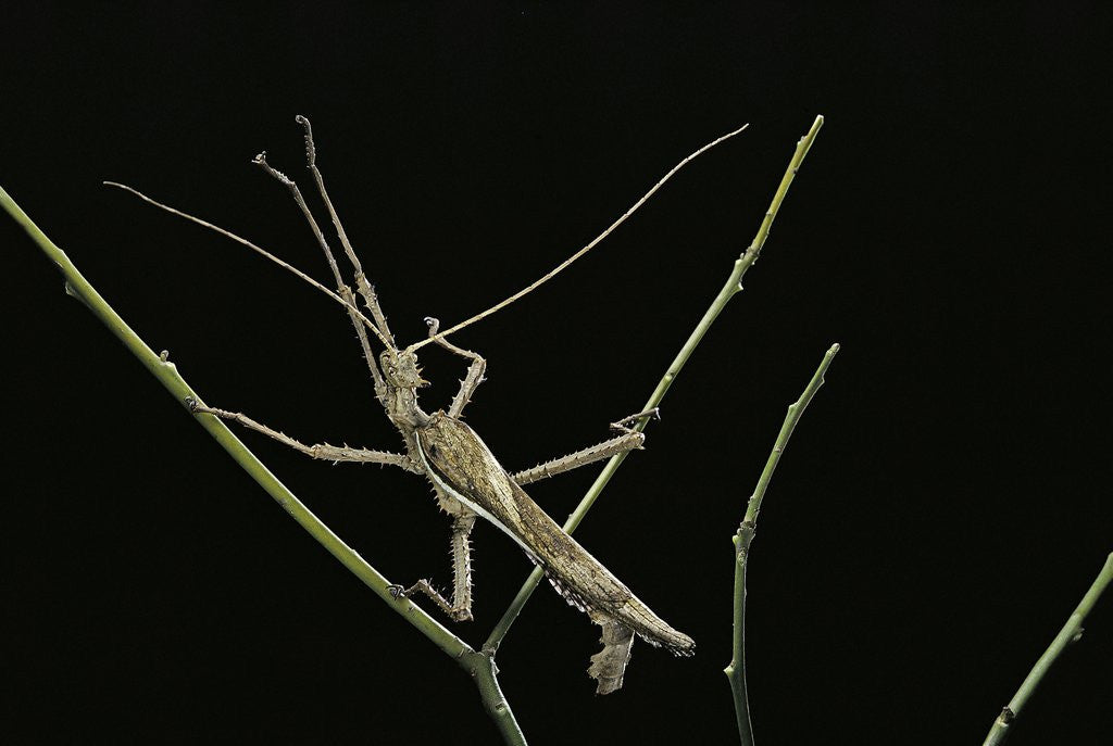 Detail of Heteropteryx dilatata (jungle nymph, Malaysian stick insect) - male by Anonymous