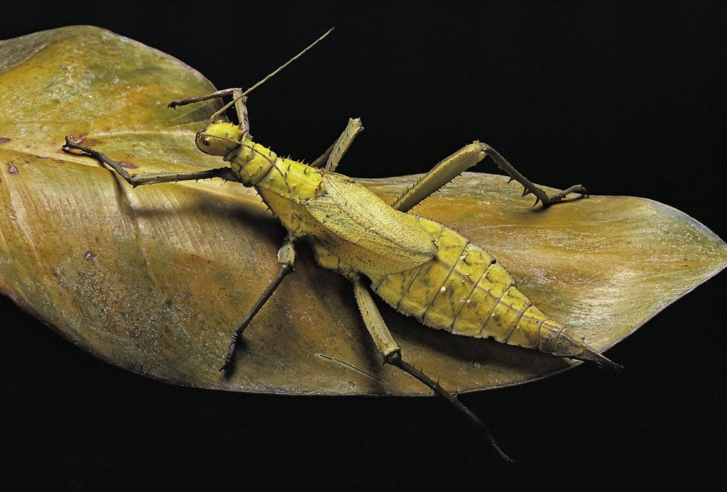Detail of Heteropteryx dilatata (jungle nymph, Malaysian stick insect) by Anonymous