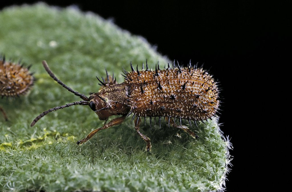 Detail of Hispa testacea (leaf beetle) by Corbis