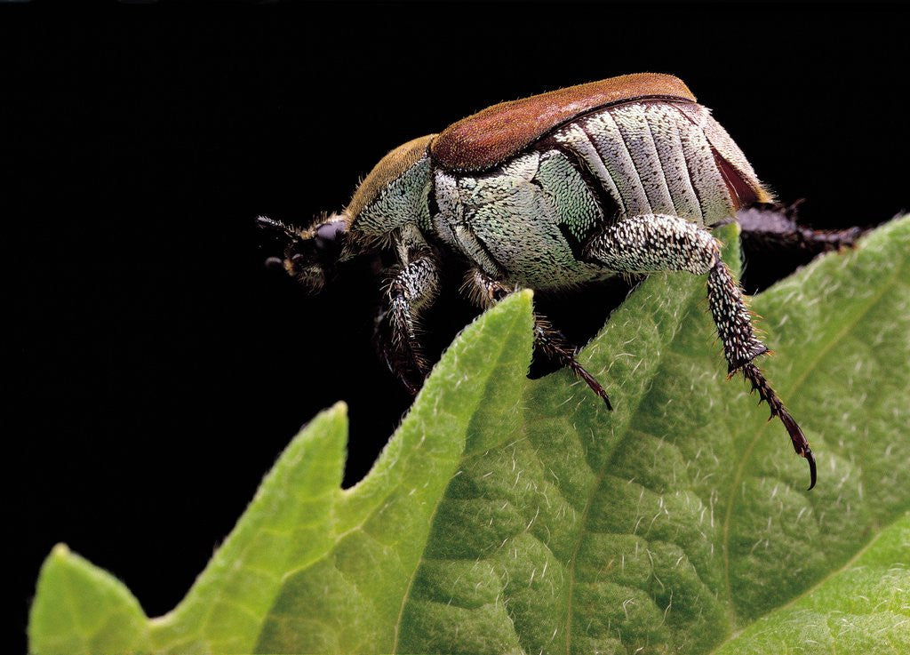 Detail of Hoplia coerulea (scarabaeid beetle) - female by Anonymous