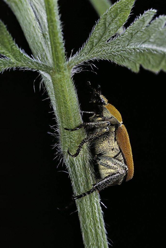 Detail of Hoplia argentea (scarabaeid beetle) by Anonymous