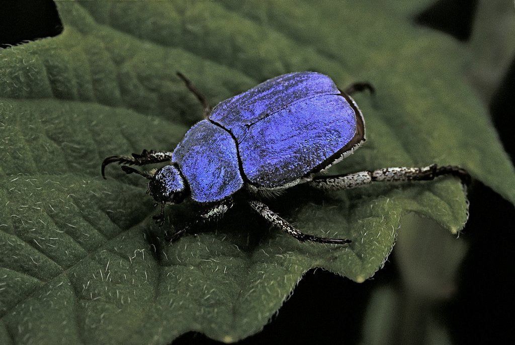 Detail of Hoplia coerulea (scarabaeid beetle) - male by Anonymous