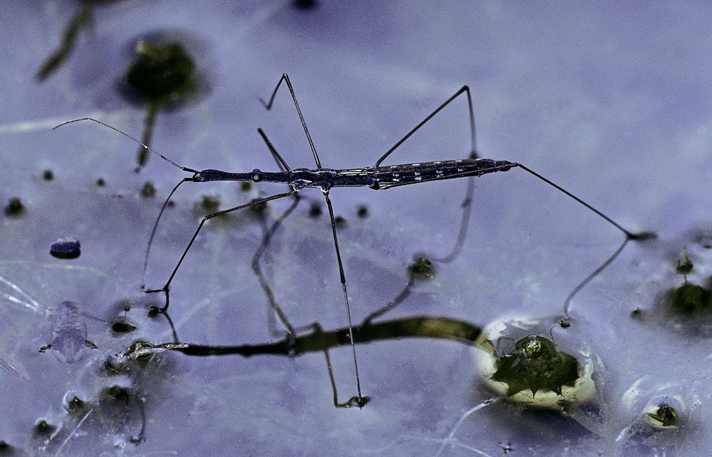 Detail of Hydrometra stagnorum (aquatic bug) by Anonymous