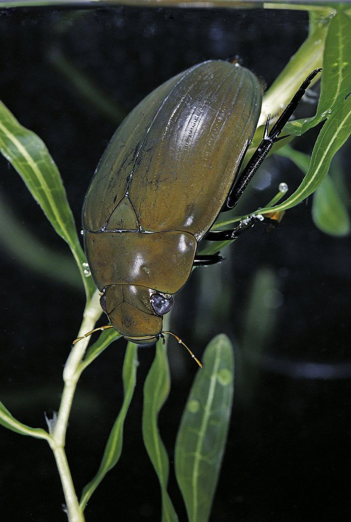 Detail of Hydrophilus piceus (great silver water beetle) by Anonymous