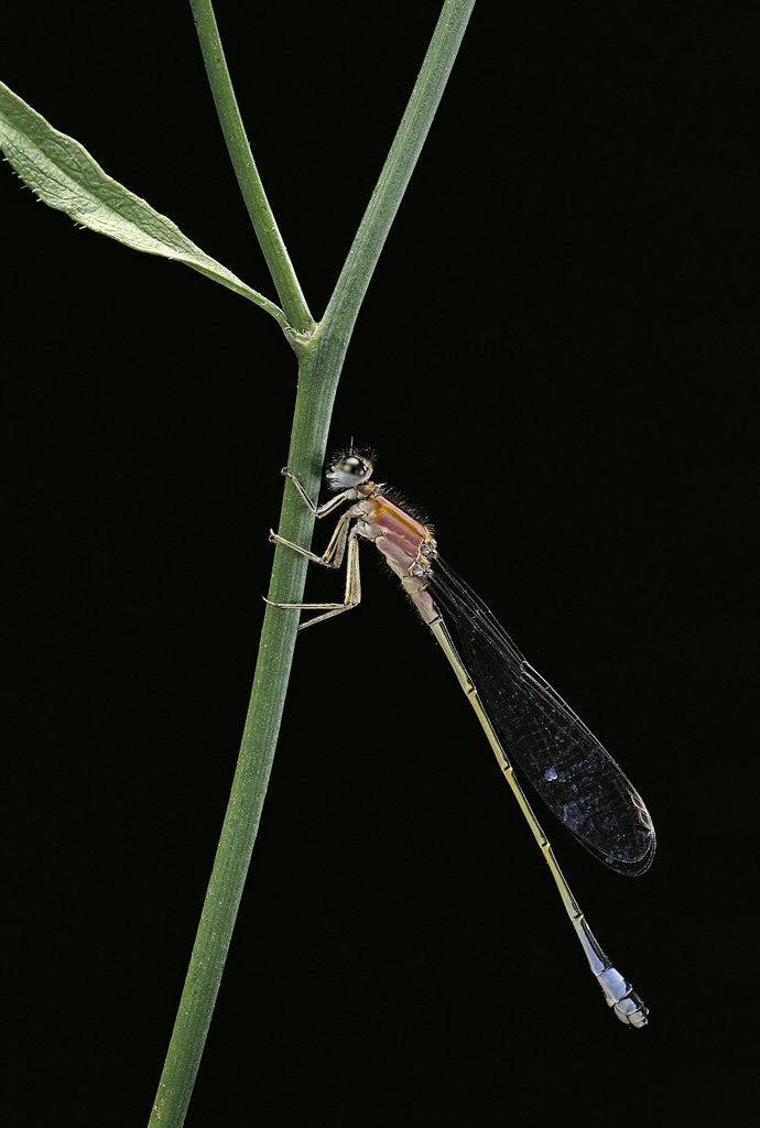Detail of Ischnura elegans (blue-tailed damselfly) by Anonymous