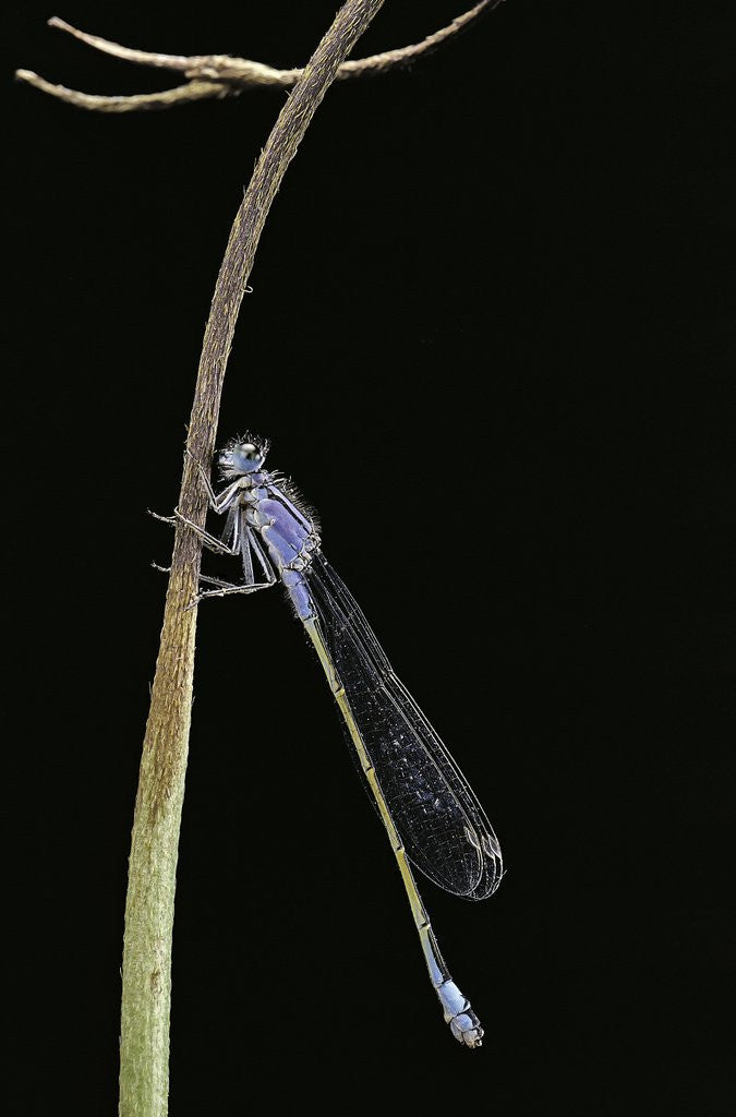 Detail of Ischnura elegans (blue-tailed damselfly) by Corbis