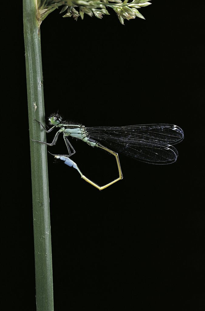 Detail of Ischnura elegans (blue-tailed damselfly) by Anonymous
