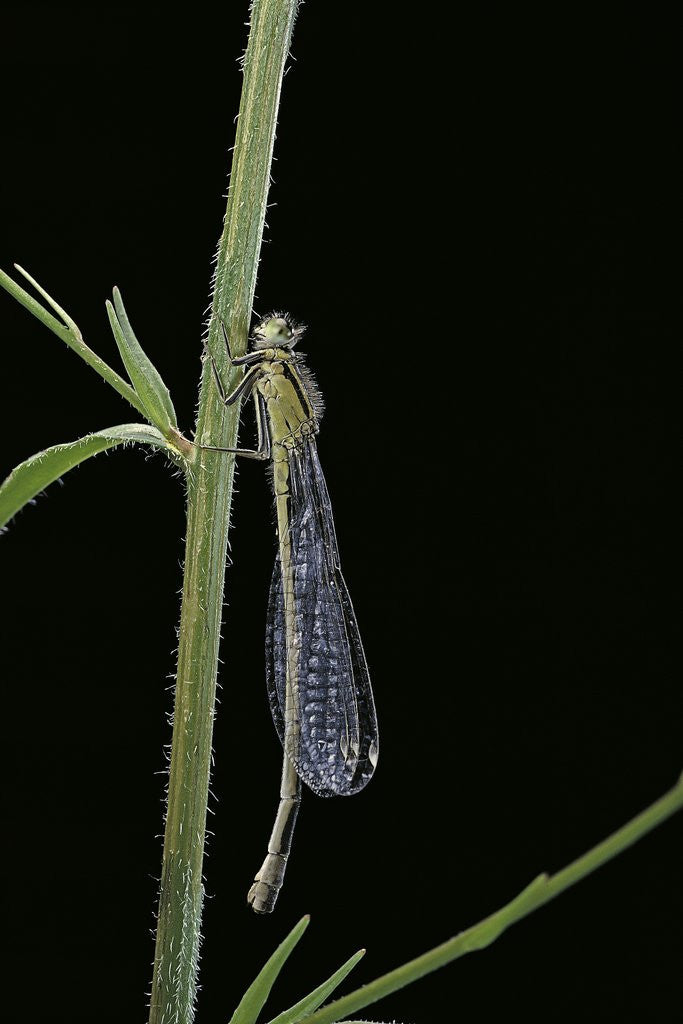 Detail of Ischnura elegans (blue-tailed damselfly) by Anonymous
