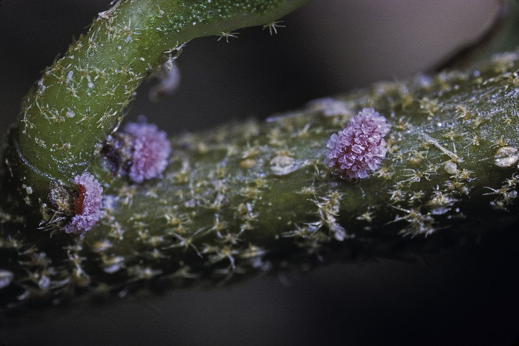 Detail of Kermes vermilio (kermes berry) - young female larvae by Anonymous