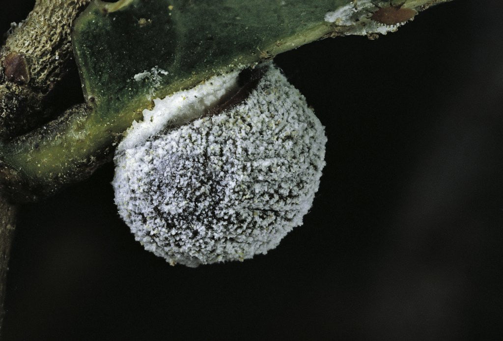 Detail of Kermes vermilio (kermes berry) - female by Anonymous
