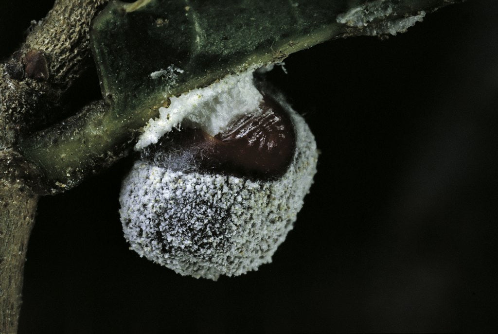 Detail of Kermes vermilio (kermes berry) - female by Corbis