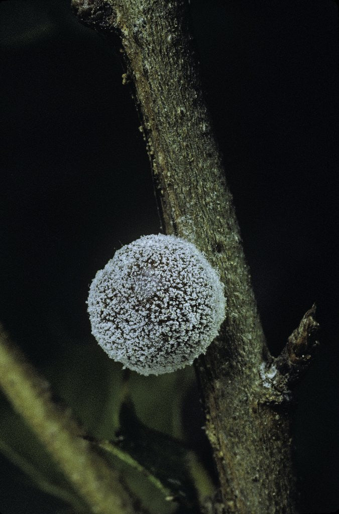 Detail of Kermes vermilio (kermes berry) - female by Anonymous