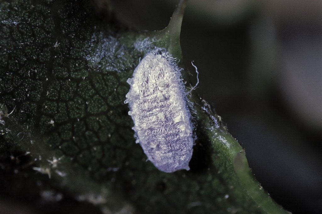 Detail of Kermes vermilio (kermes berry) - male cocoon by Anonymous