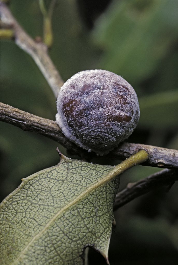 Detail of Kermes vermilio (kermes berry) - female by Anonymous