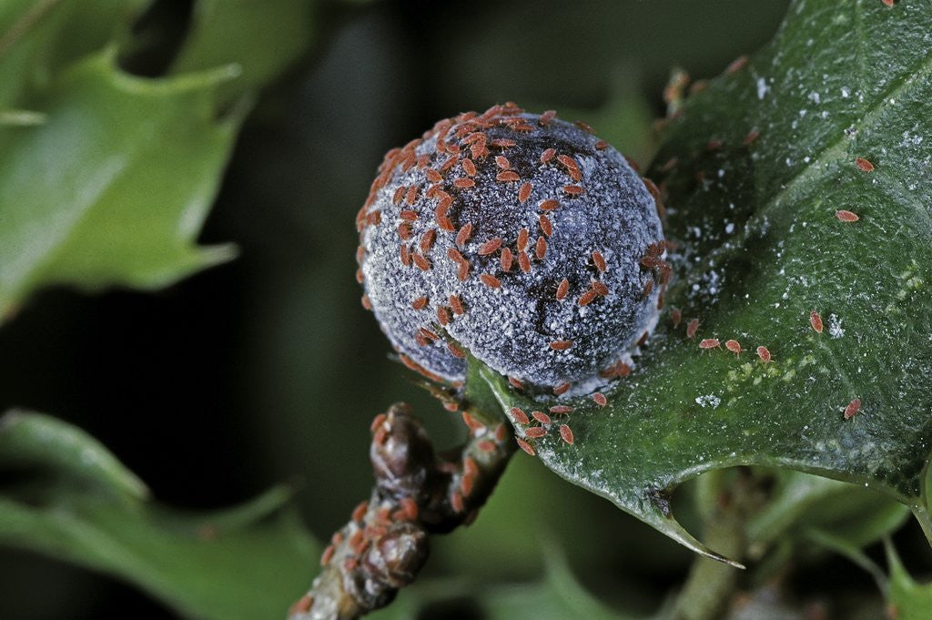 Detail of Kermes vermilio (kermes berry) - female with larvae by Anonymous