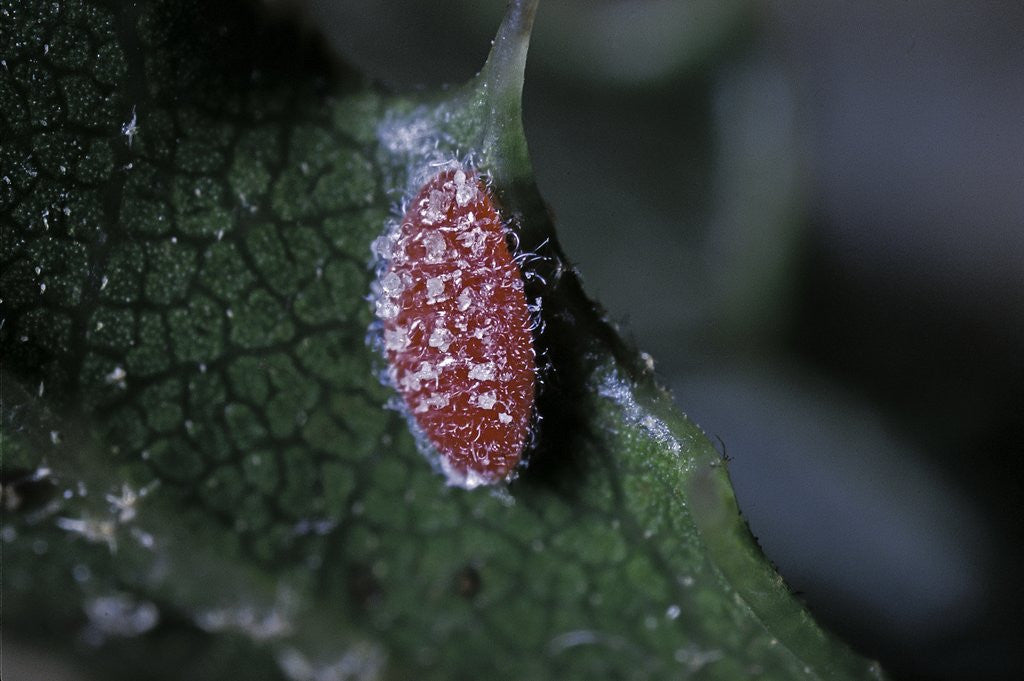 Detail of Kermes vermilio (kermes berry) - male larva by Anonymous