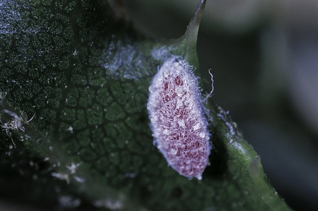 Detail of Kermes vermilio (kermes berry) - male larva by Anonymous