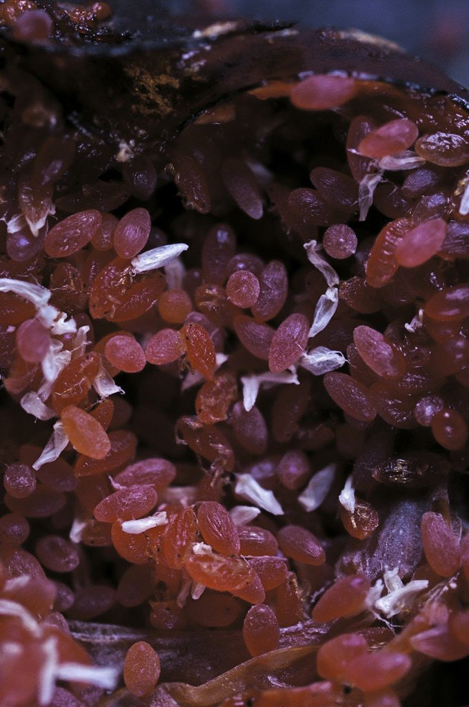 Detail of Kermes vermilio (kermes berry) - larvae into the female by Anonymous