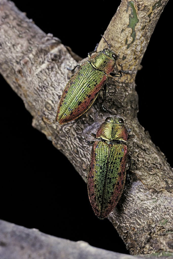Lampra rutilans (jewel beetle) by Corbis