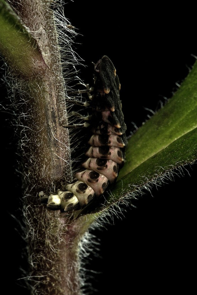 Detail of Lampyris noctiluca (common glow-worm) by Anonymous
