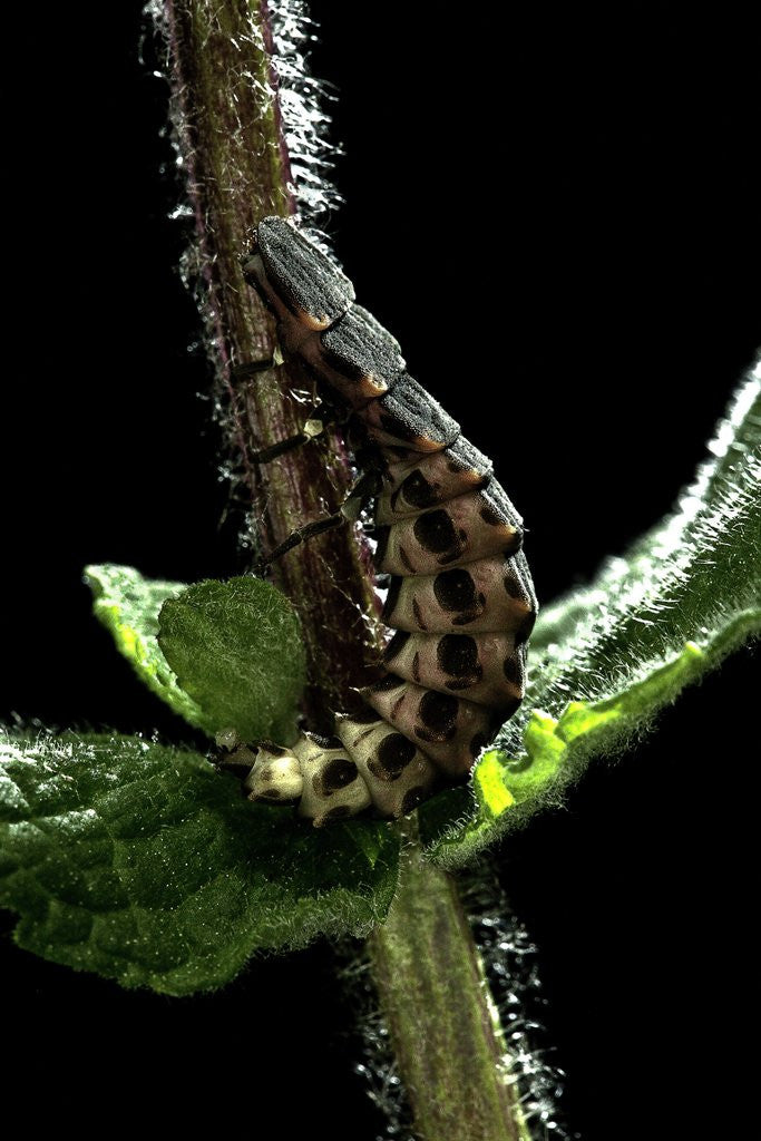 Detail of Lampyris noctiluca (common glow-worm) by Anonymous