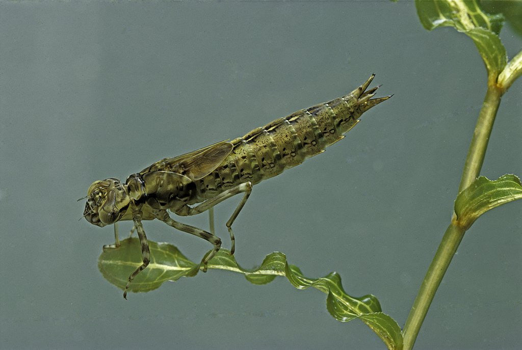 Detail of Dragonfly larva by Anonymous